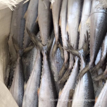 Seafrozen Spanish mackerel W/R for Mackerel Fish